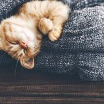 توکسوپلاسموزیس و ایجاد ناهنجاری در جنین