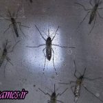 نوزادان آلوده به ویروس زیکا در معرض تشنج