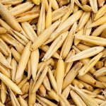 برای لاغری بعد از زایمان جوی دوسر بخورید